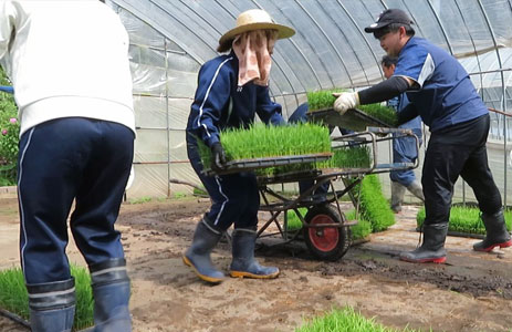田植え作業