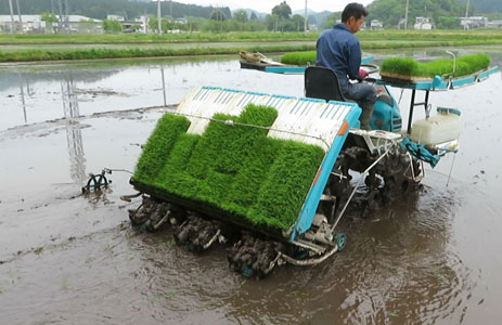 田植え作業